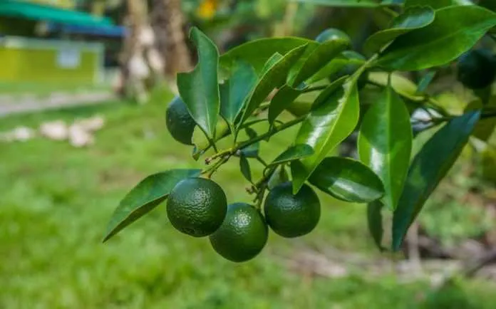  Ao todo, serão plantadas 11.200 mudas até o final do ano