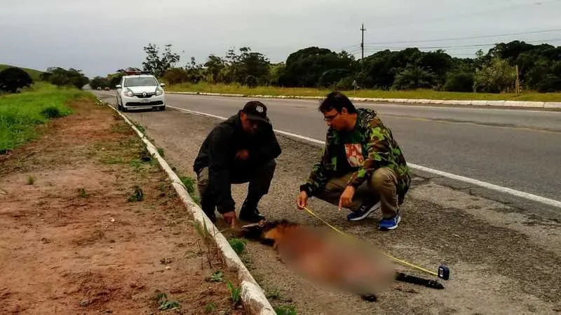 Animal foi atropelado na rodovia