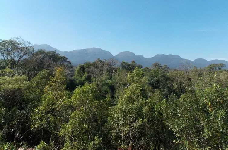 Planta é encontrada na  Mata Atlântica