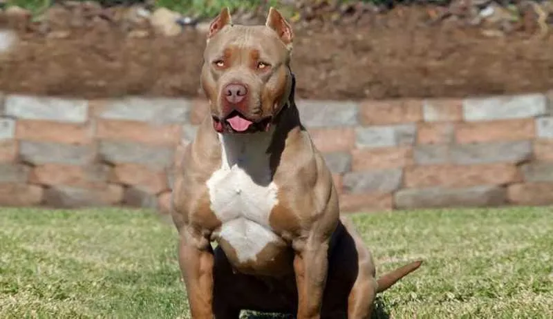 Imagem ilustrativa da imagem Vídeo que mostra cachorro mutilando homem  foi filmado no México