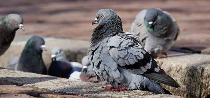 Imagem ilustrativa da imagem Autoridades de saúde alertam para a doença do pombo