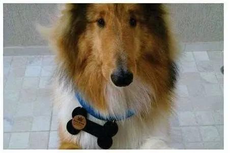 Spider é da raça Collie e desapareceu na semana passada, em Santa Luzia, São Gonçalo