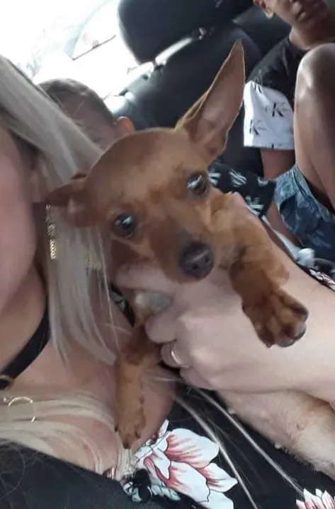 Família está desesperada por informações da pinscher