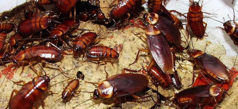 Baratas alemãs estão imunes aos novos venenos