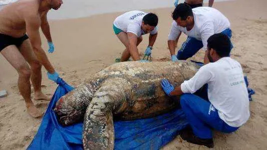 Tartaruga-de-couro foi encontrada morta no bairro Marina, em Búzios