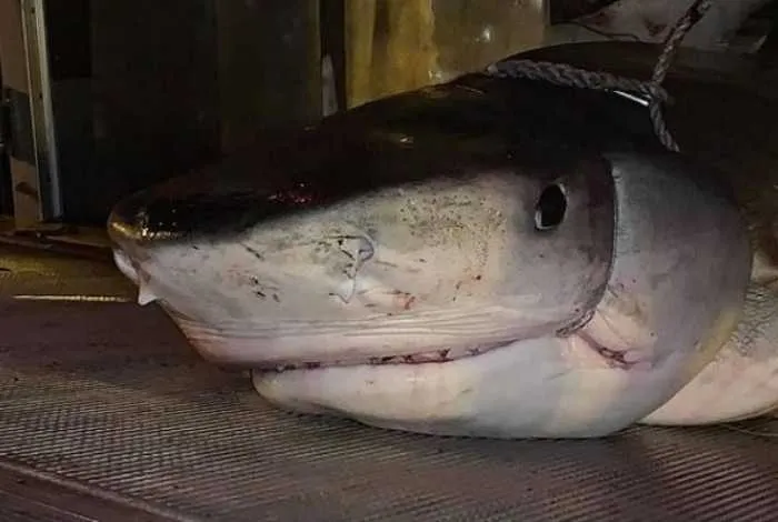 O tubarão foi morto por estar nadando próximo a uma praia