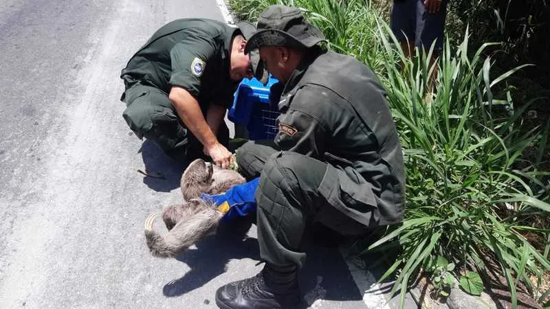 A preguiça estava na beira da estrada e corria o risco de ser atropelada