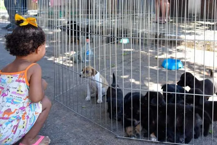  É a sua chance de levar um novo amigo cão ou gato para casa