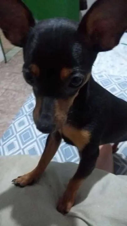 O cãozinho da raça Pinscher, atende pelo nome de Thor