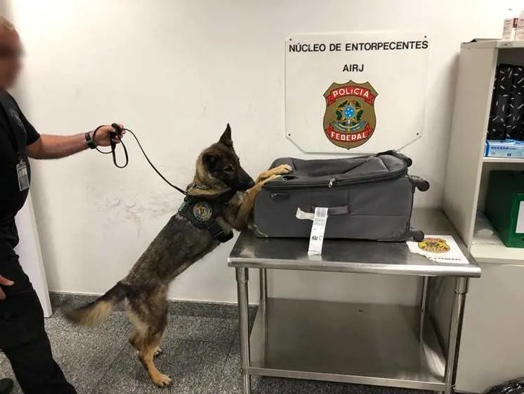 Operação foi batizada de 4 patas 