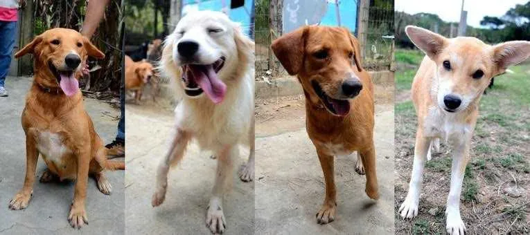 Quem quiser adotar cães ou gatos deve comparecer ao local, das 9h às 16h