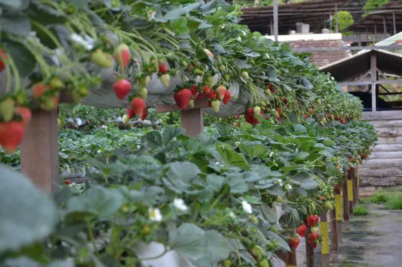 Para conseguir o benefício, o produtor rural atingido deverá formular o pedido de prorrogação ao Grupo Executivo do Agrofundo