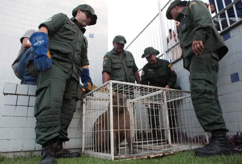 Imagem ilustrativa da imagem Guarda ambiental resgata capivara em estacionamento de supermercado em Niterói
