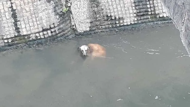 O cachorrinho recebeu água, comida e será encaminhado para um abrigo