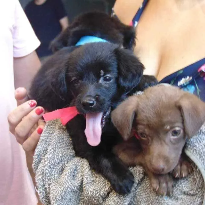 Cerca de 70 animais estarão disponíveis para adoção neste sábado (16)