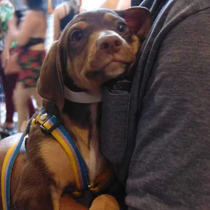 Cerca de 100 animais, entre cães e gatos, estarão disponíveis para adoção