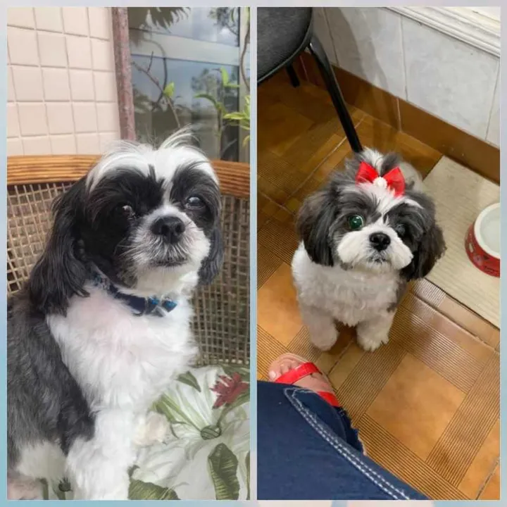 Simon e Mel, cachorros roubados no Recreio dos Bandeirantes, nesta sexta-feira (3)