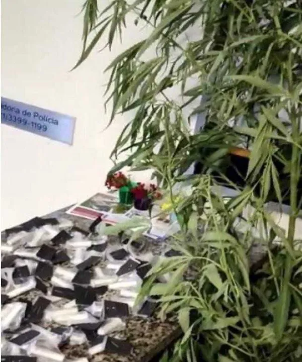 A planta foi encontrada na residência do suspeito 
