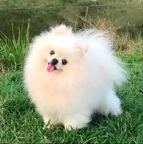 O cachorro da raça lulu da pomerânia morreu na última segunda-feira (16)