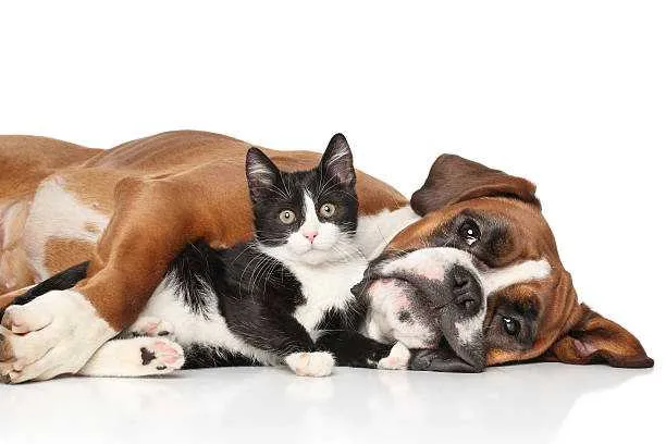 Imagem ilustrativa da imagem Domingo é dia de campanha de adoção de cães e gatos em Maricá
