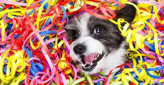 Imagem ilustrativa da imagem Cabo Frio promove feira temática de adoção de animais