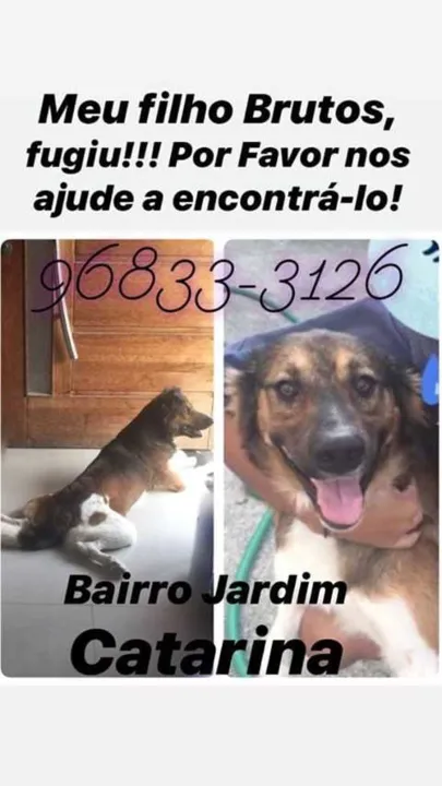 Donos do cãozinho eram conhecidos como 'casal do cachorro' na região
