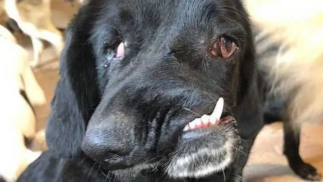 A cachorra mora no Reino Unido 