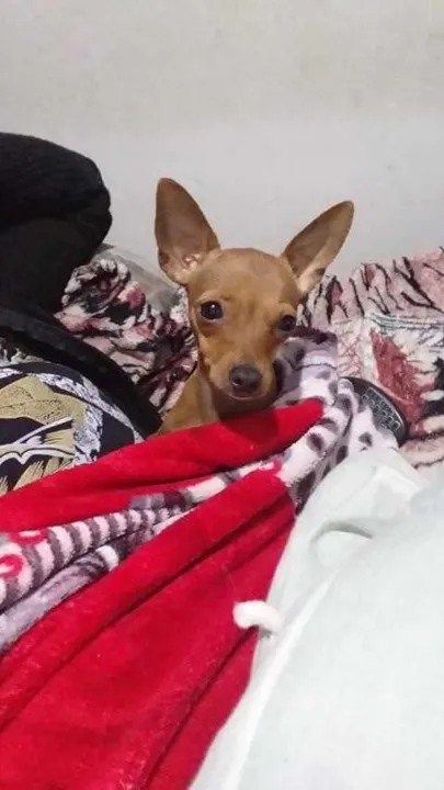 Cachorrinha Mel