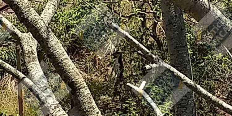 Cão é encontrado morto depois de ter sido pendurado pela coleira em uma árvore 