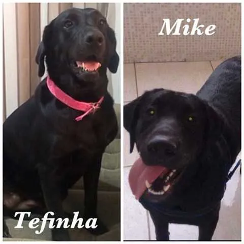 Cães fugiram na manhã desta quinta-feira