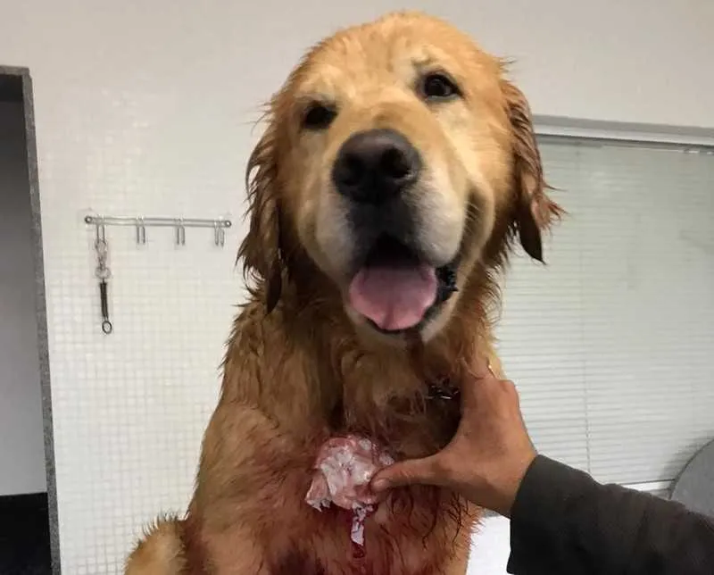 Imagem ilustrativa da imagem Assessor parlamentar do Rio de Janeiro é investigado por atirar em cachorro