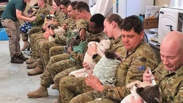 Imagem ilustrativa da imagem Soldados australianos usam hora de descanso para amamentar coalas