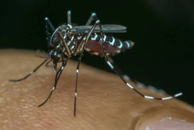 Imagem ilustrativa da imagem Confirmado primeiro caso de dengue transmitida por sexo