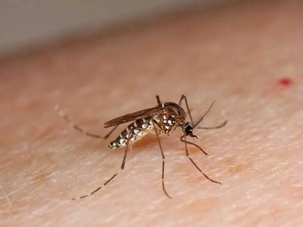 A fêmea do Aedes aegypti é o vetor da chikungunya,  dengue e Zika Vírus.