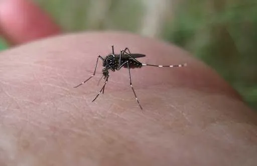 Imagem ilustrativa da imagem Crise climática favorece o desenvolvimento de mosquito transmissor da dengue