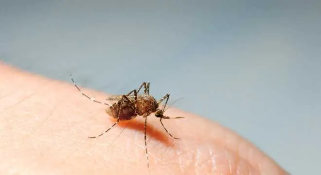 Imagem ilustrativa da imagem Surto de dengue pode afetar 11 estados brasileiros em 2020