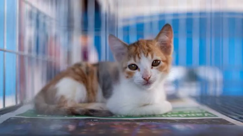 Os interessados devem comparecer a sede da Coordenadoria Especial de Proteção Animal