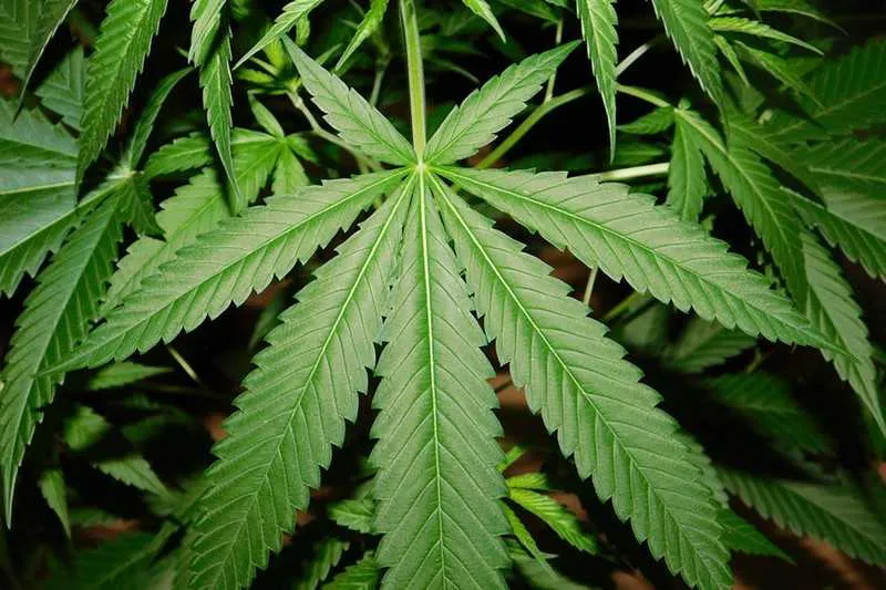 A empresa produz produtos a base da planta cannabis sativa 