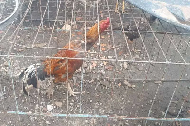 Imagem ilustrativa da imagem Homem morre após ser atacado por galo quando levava animal para rinha