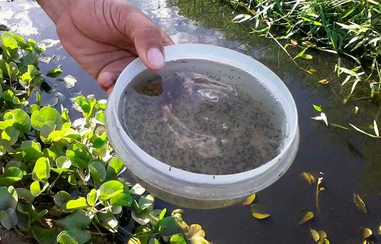 Imagem ilustrativa da imagem Pesquisa mostra que substância encontrada em água contaminada pode ajudar na reprodução do mosquito da dengue