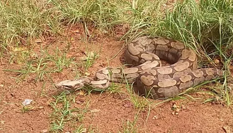 O animal foi reintegrado ao seu habitát natural, no Parque Estadual da Serra da Tiririca