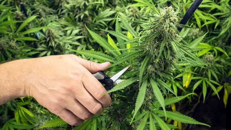 Imagem ilustrativa da imagem Brasil pode se tornar o 'rei da erva' com liberação do cultivo da maconha