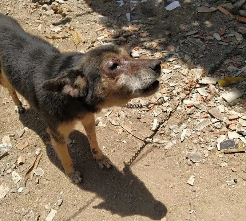 Os animais foram resgatados e encaminhados para o 'Programa de Saúde Animal’