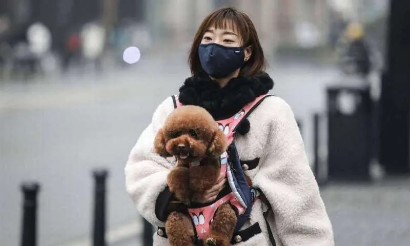 Muitos animais têm ficado sozinhos e sem comida