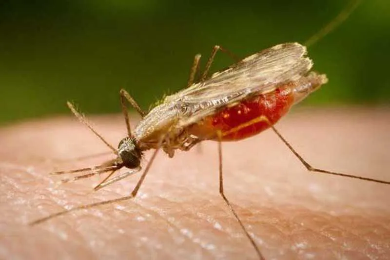 O mosquito Anopheles é o principal transmissor da doença 