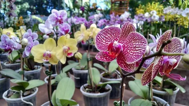 Imagem ilustrativa da imagem Pátio Alcântara recebe a 14ª Mostra de Orquídeas