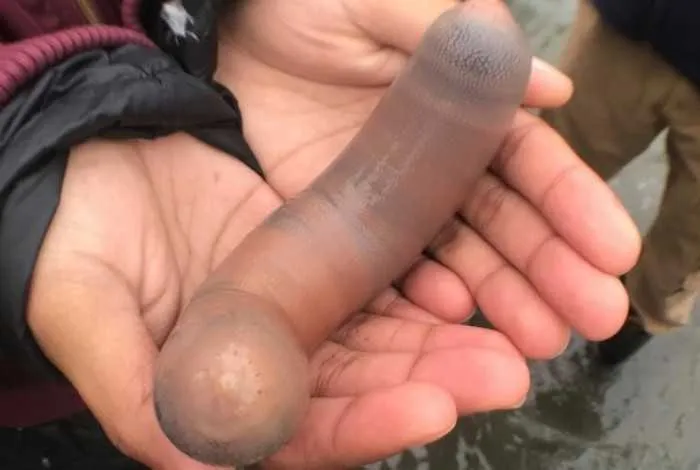 O "peixe pênis" chamou a atenção por causa de seu formato 