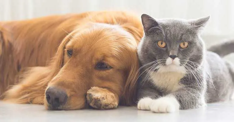 Os animais sofrem por medo do barulhos dos fogos, e podem desenvolver arritmia.