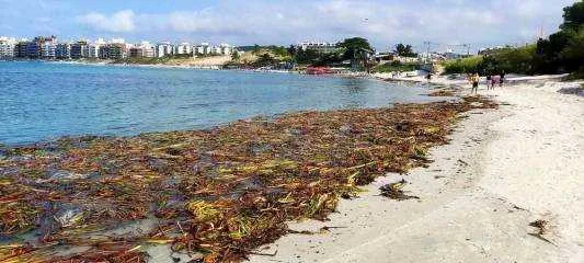 O secretário de Meio Ambiente de Cabo Frio, Mario Flavio Moreira, afirma que só está tirando a vegetação das praias por motivos estéticos 