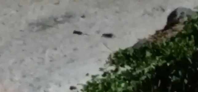 Dois ratos aparecem nas imagens